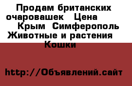 Продам британских очаровашек › Цена ­ 5 000 - Крым, Симферополь Животные и растения » Кошки   